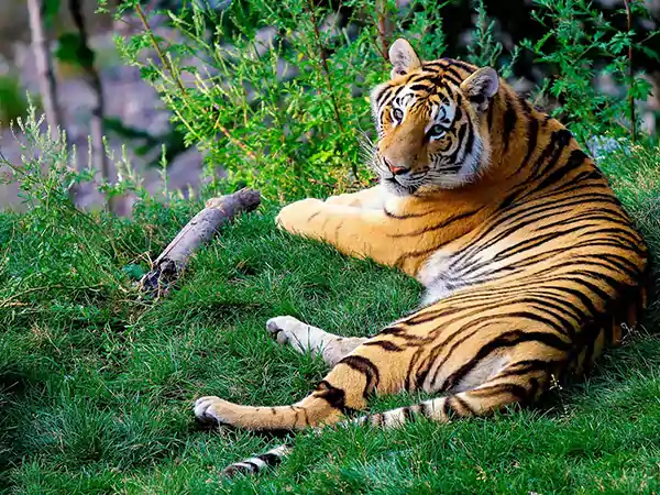 Golden Triangle Tour with Tiger & Lakes